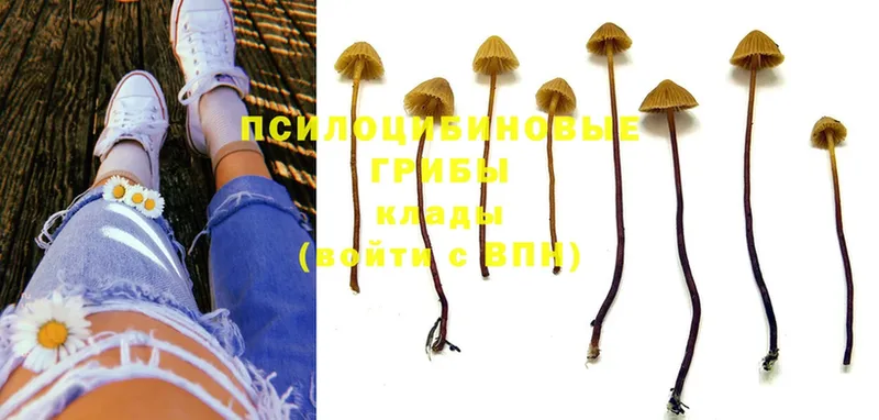 Псилоцибиновые грибы Psilocybine cubensis  Дзержинский 